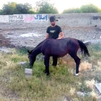 اسب ۱۳ ماهه