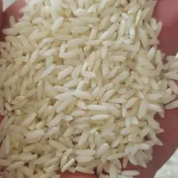 برنج میانه ممان معطر امسال رسید.