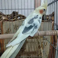 عروس هلندی نردرشتوسلامت|پرنده|قدس, شهرقدس|دیوار