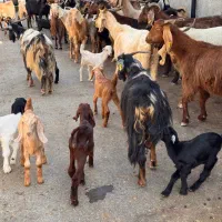بز کهره‌دار و آبستن