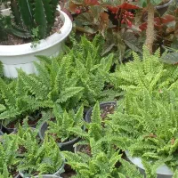 گلهای خیلی تمیز