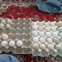 تخم مرغ نطفه دار محلی نژاد آمروک