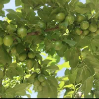 باغچه-500متری-باسند-تک-برگ