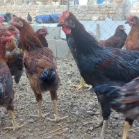 خروس رسمی
