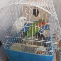 یه جفت نروماده کوتوله برزیلی|پرنده|رشت, گلسار|دیوار