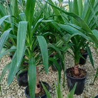 نمایشگاه گل. باغ گل سینا