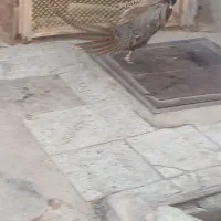 بلدرچین|پرنده|همدان, |دیوار