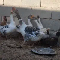 فروش فوری دو جفت غاز درشت مولد