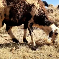 دوعدد‌بره‌نره‌دودندون‌جفتی‌‌شصت‌تومن|حیوانات مزرعه|زنده رود, |دیوار