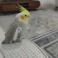 عروس هلندی گمشده مژدگانی ده میلیونی
