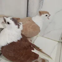 چند تا کفتر