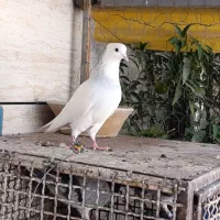 فروش کبوتر طوقی|پرنده|خمینیشهر, |دیوار