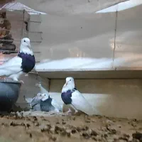 جفت طوقی سیاه واکسی درشت