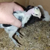 جوجه نژاد دار پاکوتاه ریشی گردن لخت موجود برازجان