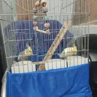 عروس هلندی سخنگو