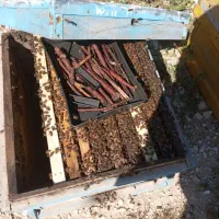 کندو (زنبور عسل)