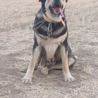 سگ پژدر