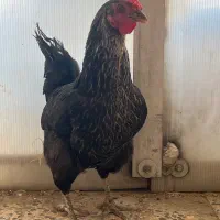 مرغ تخم‌گذار بومی نژاددار اصیل مشکی