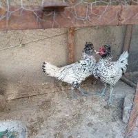 خروس مینیاتوری|حیوانات مزرعه|نیشابور, مازول|دیوار