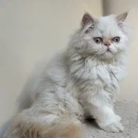 گربه پرشین سه ماهه