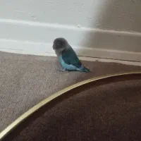 کوتوله برزیلی|پرنده|فولادشهر, C1|دیوار