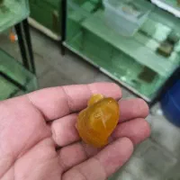 حلزون سیب مناسب آکواریوم