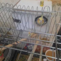 پرنده عروس هلندی