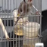 سهره شرور|پرنده|شیراز, محراب|دیوار