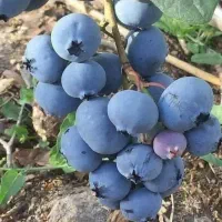 نهالستان یاسین نهال|گل و گیاه طبیعی|قزوین, |دیوار