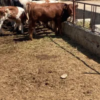 نیازمندنیروی کار گاوداری