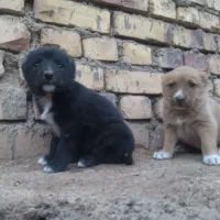 توله ماده ۲ تا|سگ|تربت جام, کاریز نو سفلی|دیوار