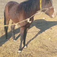 فروش  ماده هست