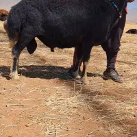 قوچ قره چال