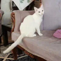 واگذاری گربه