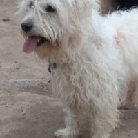 سگ پاکوتاه