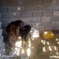 گوسفند|حیوانات مزرعه|دامن, |دیوار