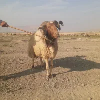 قوچ عربی داشتی|حیوانات مزرعه|سرپل ذهاب, |دیوار