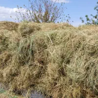 علف و یونجه