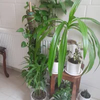 به علت کمبود جا|گل و گیاه طبیعی|یزد, |دیوار