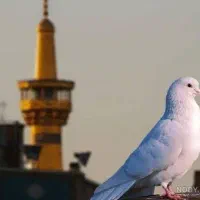 دعاهای رحمانی و قرآنی