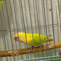 کوتوله برزیلی