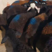 ۲۲راس بره قزل افشار ۸نر ۱۴ماده