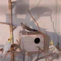 جوجه شاه تخم ۳ماهه