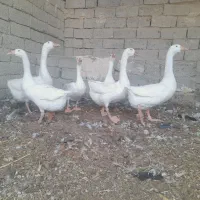 قوقاز ۱۰ عدد جوانه