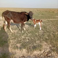 یک گاوتازه زاییده گوساله ماده