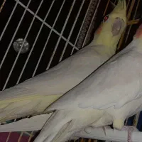 دو جفت عروس هلندی چشم شرابی مولد در عجب شیر