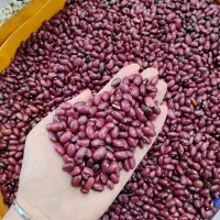 تامین کننده عمده حبوبات،غلات،برنج،خشکبار،ادویه