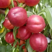 فروش انواع نهال پیوندی بااصالت انواع نهال صنوبر