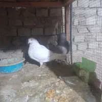 عروس هلندی و کفتر|حراج|یزد, |دیوار