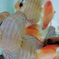 آکواریوم، دیسکس، گیاه آکواریومی، ماهی آکواریوم